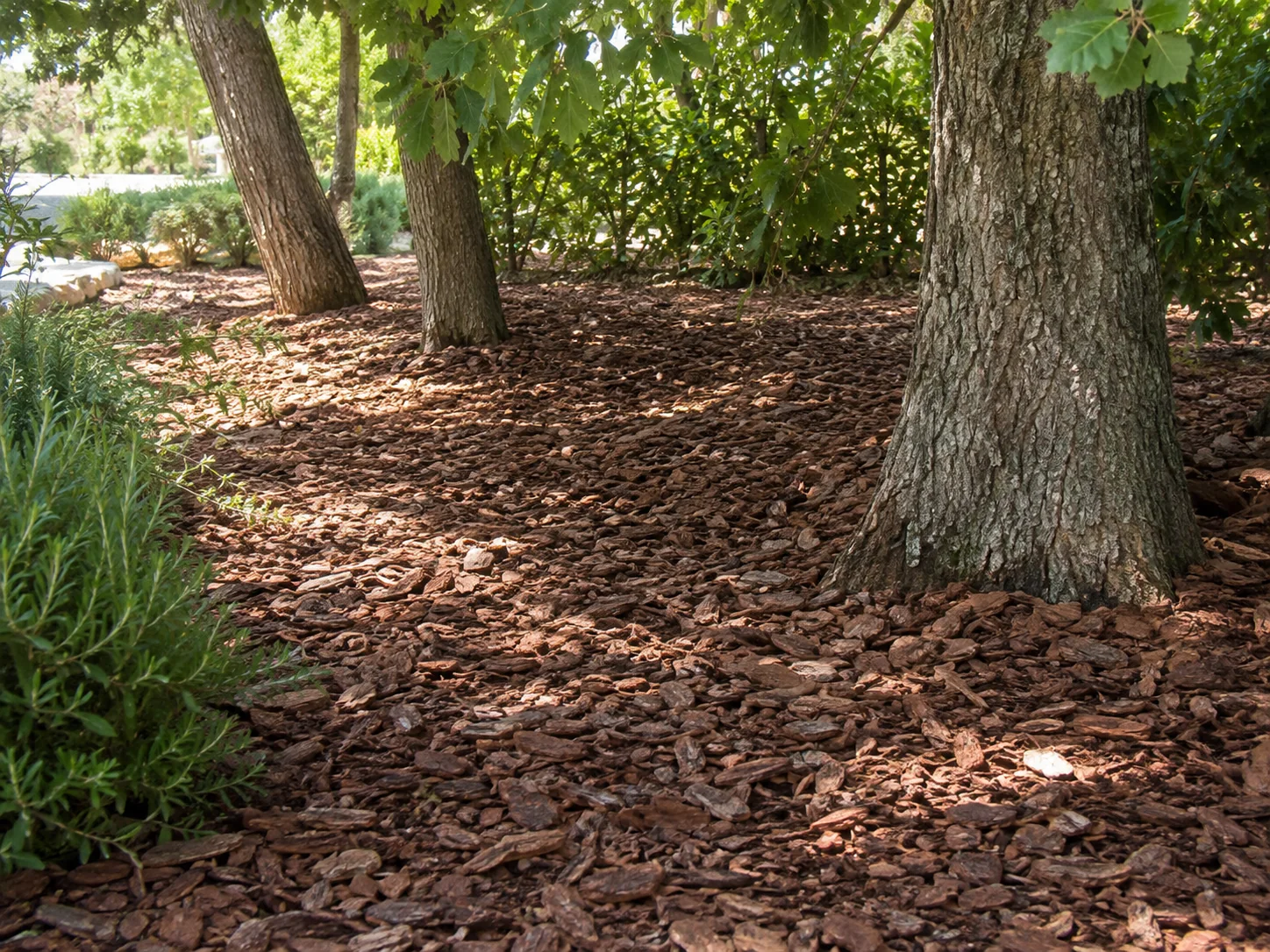 Premium Pine Bark by Vert Veine